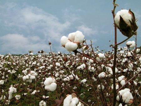 Conociendo el algodón