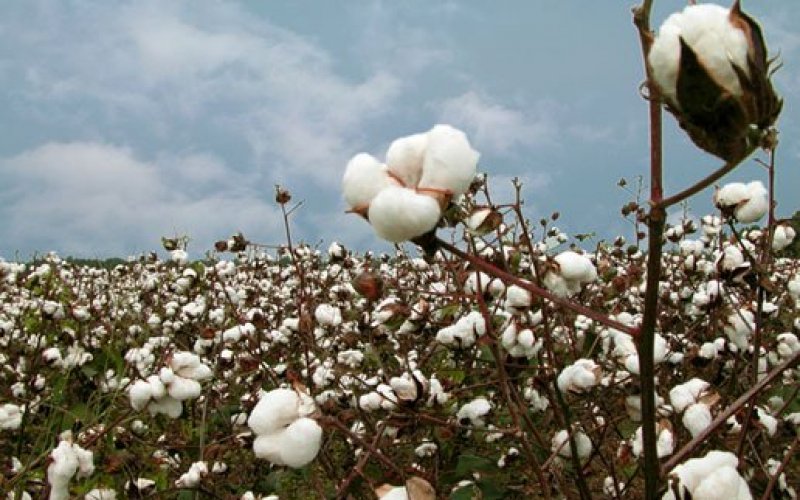 Conociendo el algodón